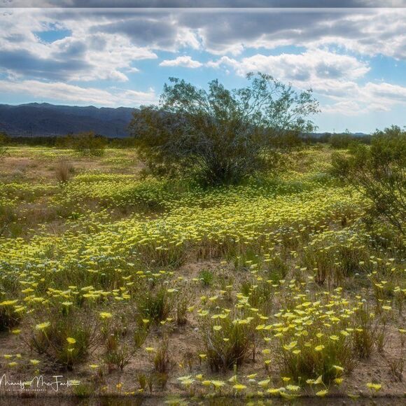 Joshua Tree's Beauty!  - Picture 6 of 16